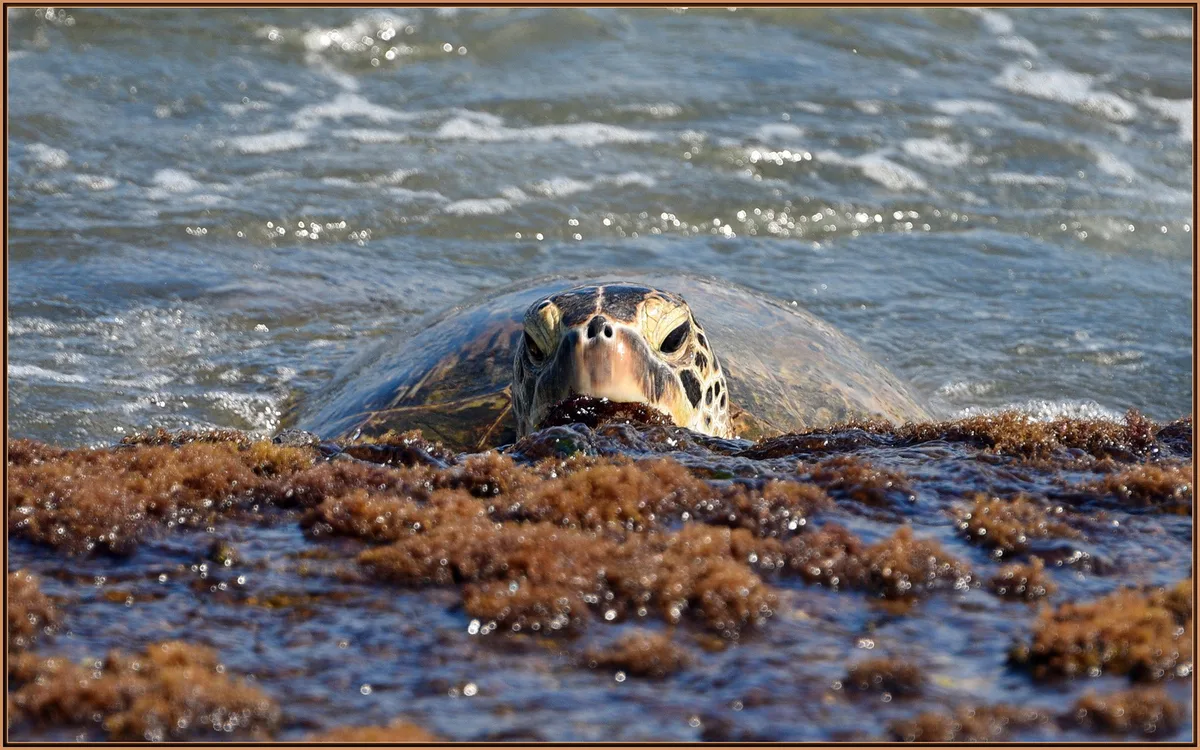 Laniakea Beach, Haleiwa, Hawaii, United States — 5