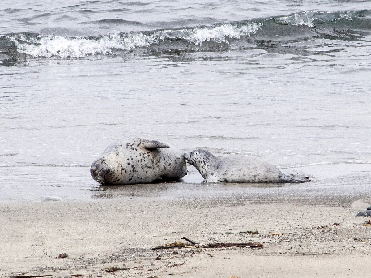 MacKerricher State Park Beach, Fort Bragg, California Coast, United States — 6