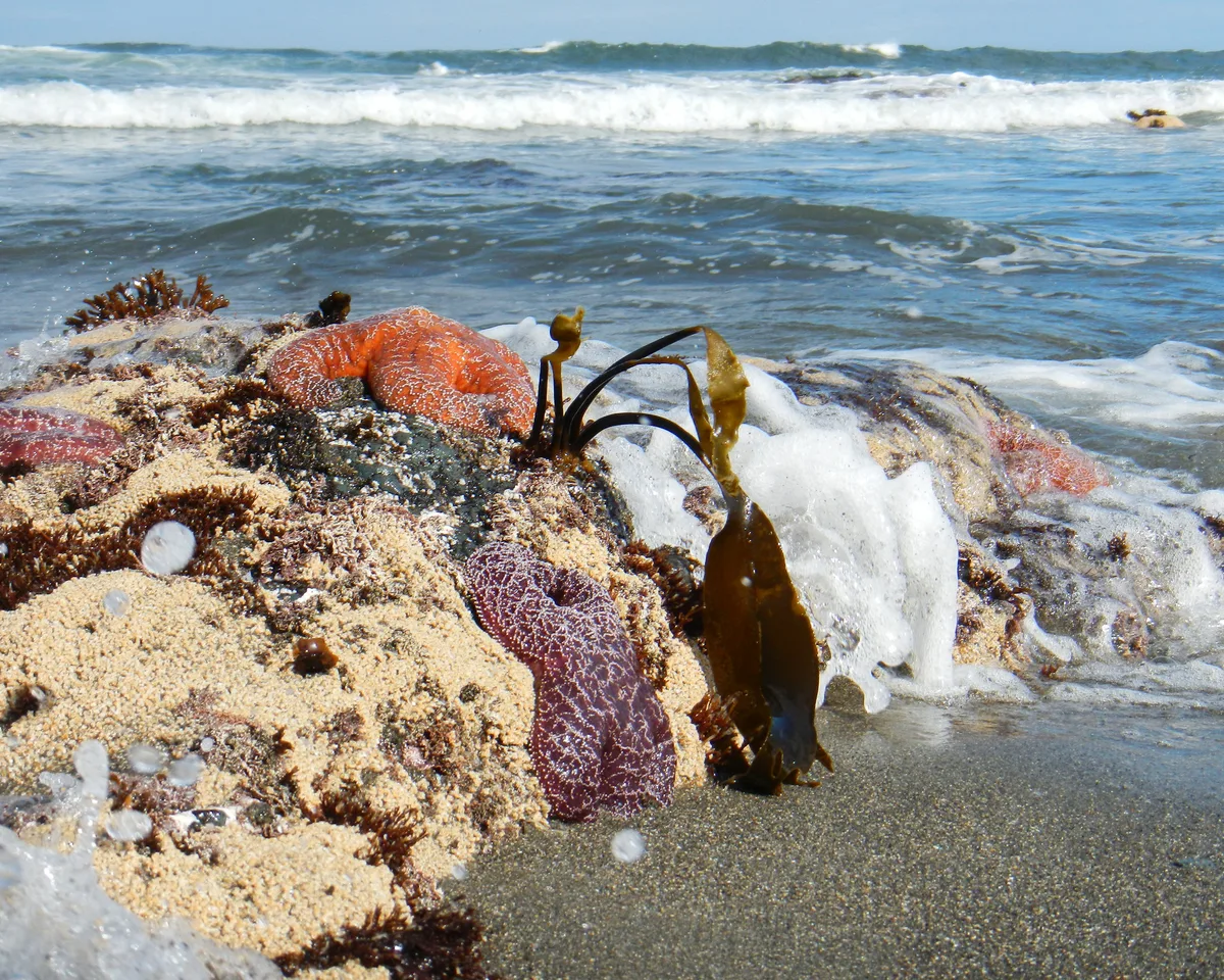MacKerricher State Park Beach, Fort Bragg, California Coast, United States — 4