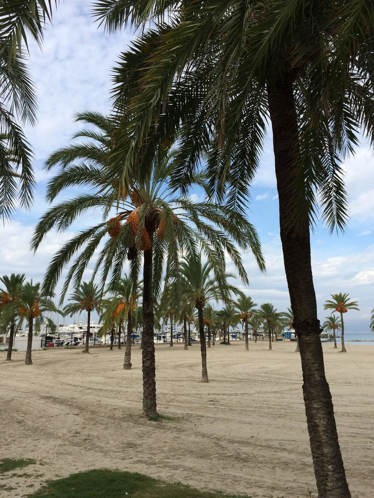 S'Arenal-Strand, Llucmajor, Balearic Islands, Spanien — 5