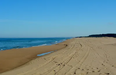 Chihuahua Beach