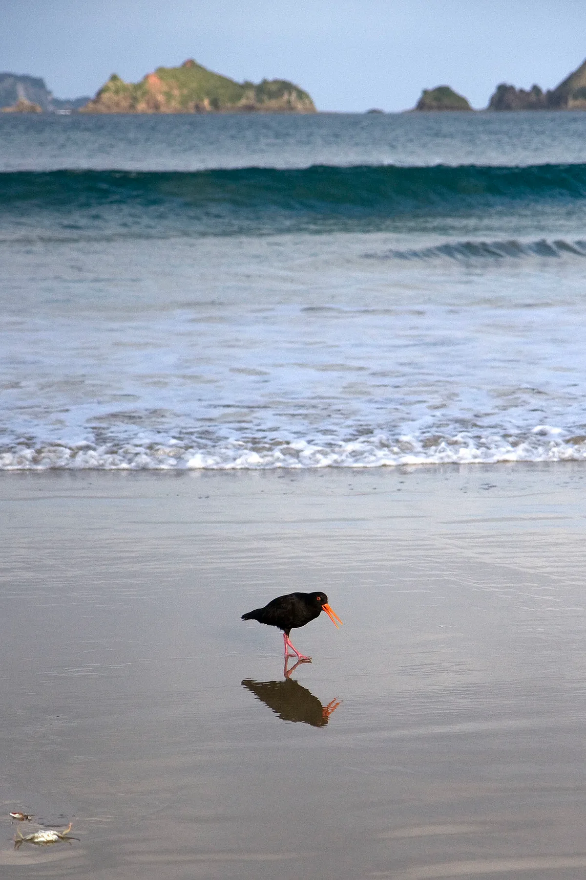 Spiaggia di Ōpito Bay, Opito Bay, Waikato, Nuova Zelanda — 4