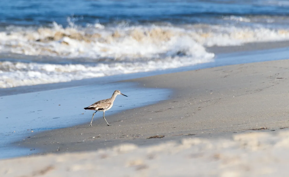 Coquina Beach, Nags Head, US East Coast, Stati Uniti — 5