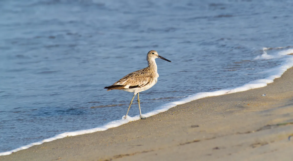 Coquina Beach, Nags Head, US East Coast, Stati Uniti — 4