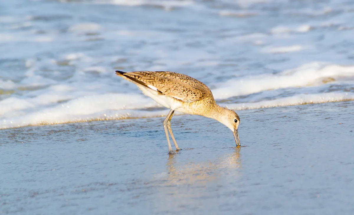 Coquina Beach, Nags Head, US East Coast, Stati Uniti