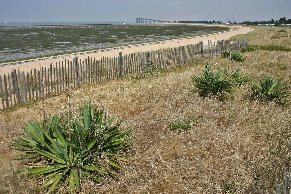Rivedoux Beach, Rivedoux-Plage, Nouvelle-Aquitaine, France — 5