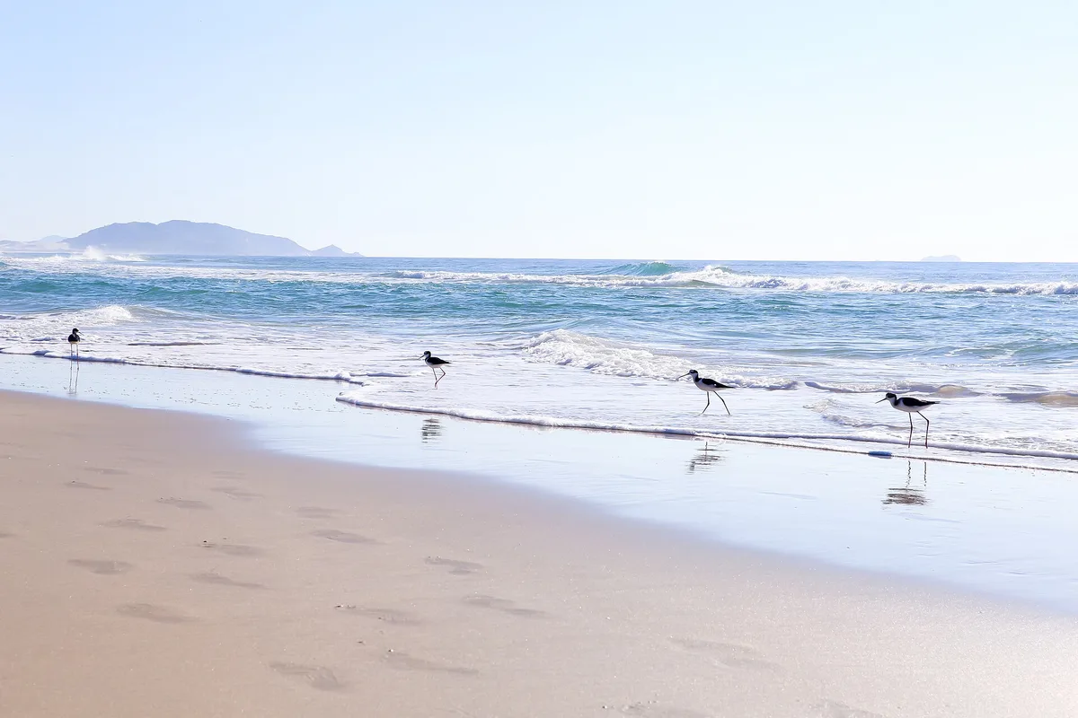 Campeche Beach, Florianópolis, Brazilian Atlantic, Brazil — 5