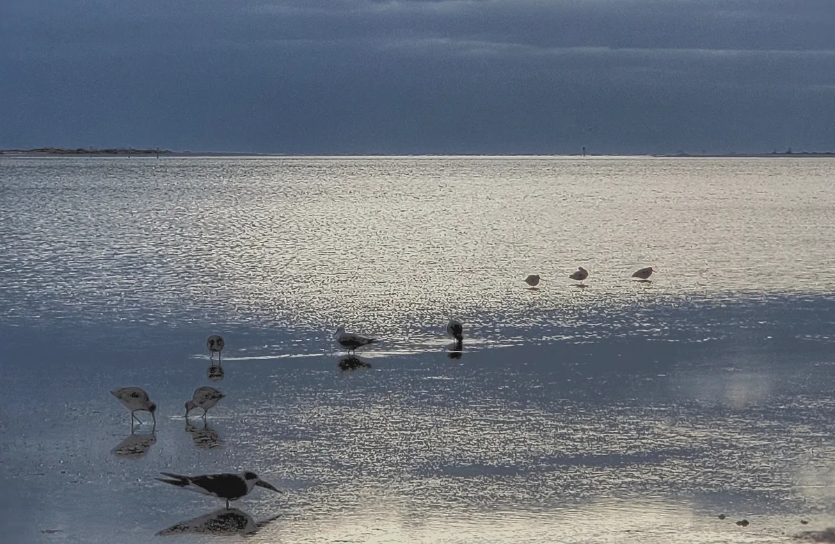 Dunedin Causeway Beach, Dunedin, Florida, United States — 5