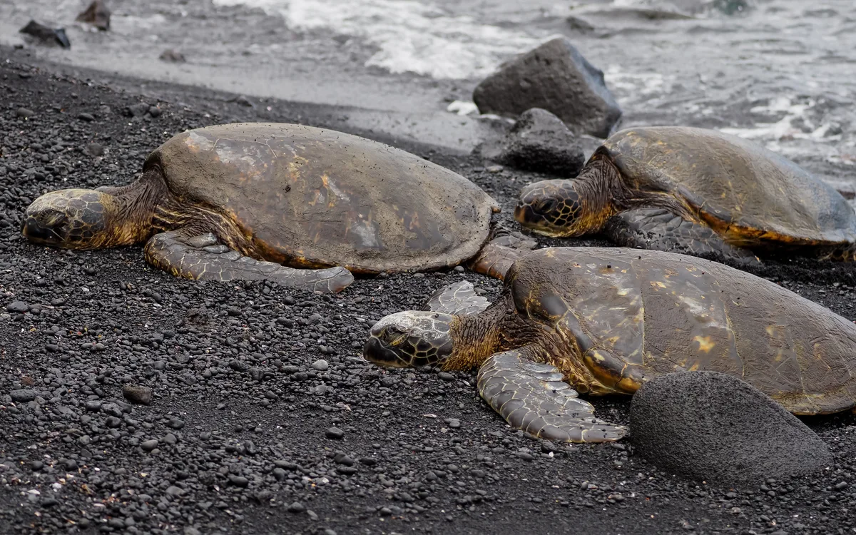 Spiaggia di Punalu'u Black Sand, Ka'u, Hawaii, Stati Uniti — 2