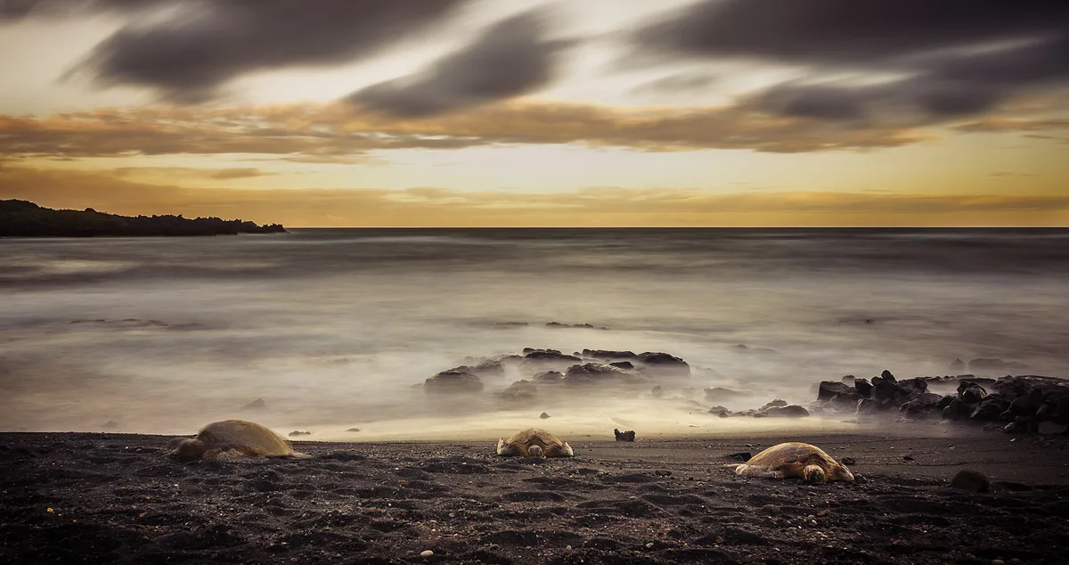 Spiaggia di Punalu'u Black Sand, Ka'u, Hawaii, Stati Uniti