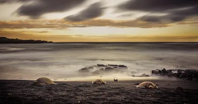 Punalu'u Black Sand Beach