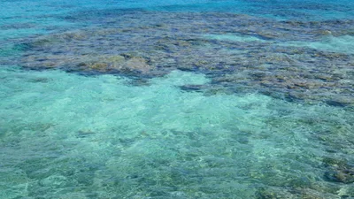 Coral Beach
