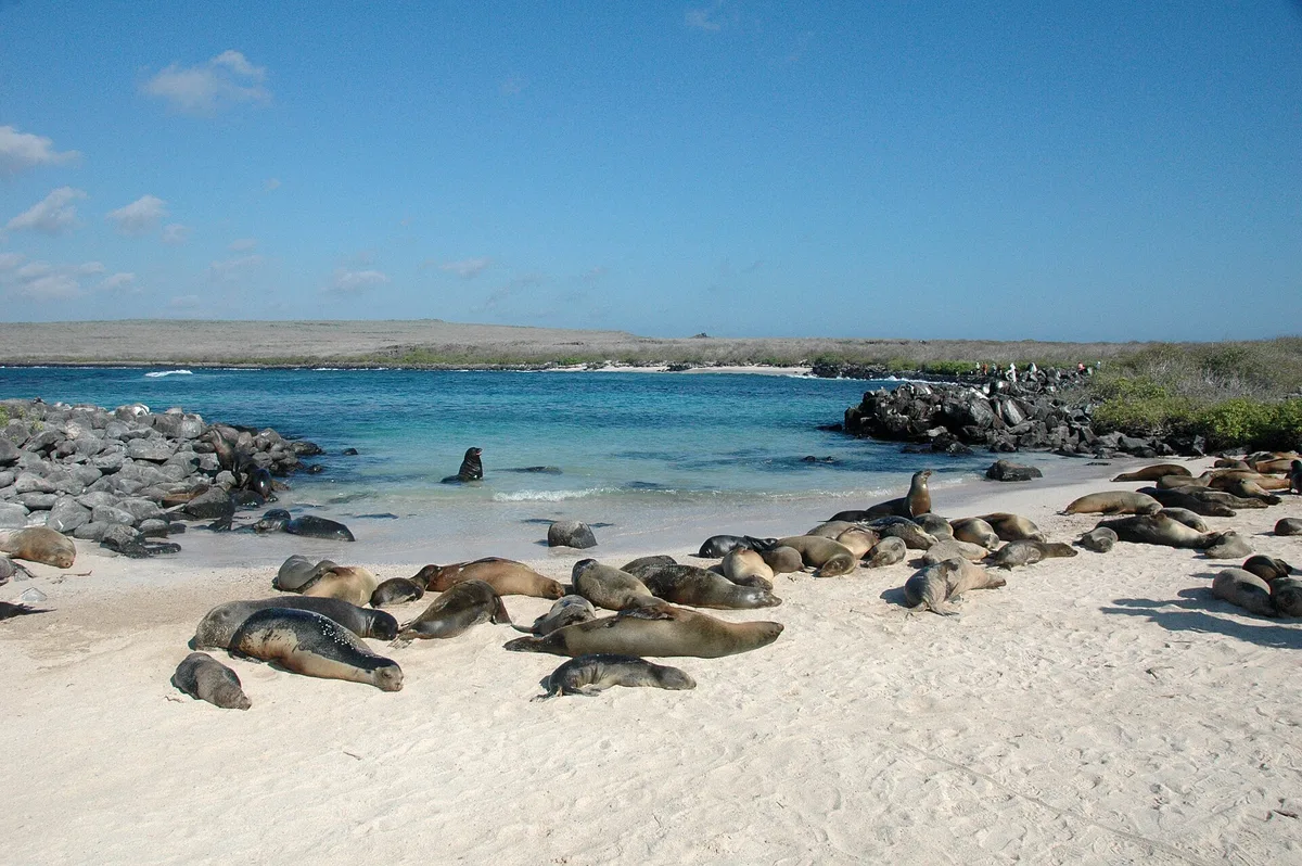 Punta Suárez Beach, Española, Galápagos, Ecuador — 3