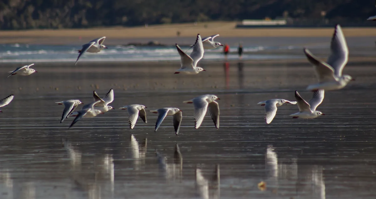 Hendaye Beach, Hendaye, Nouvelle-Aquitaine, France — 3