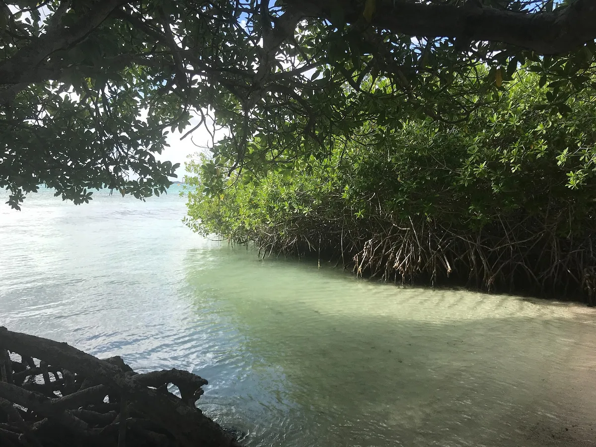 Playa de Mangel Halto, Savaneta, Lesser Antilles, Aruba — 3