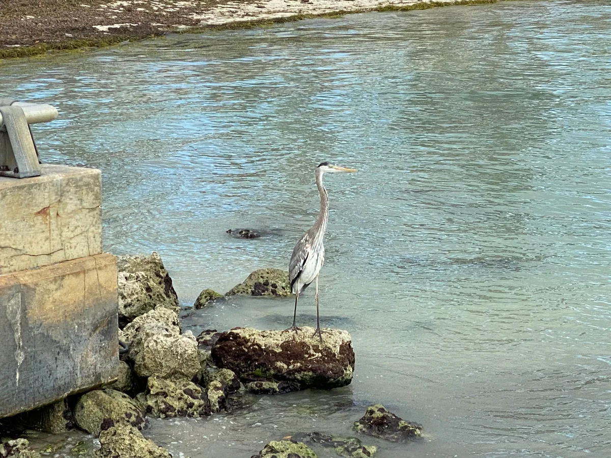 Clarence Ave-Strand, Key West, Florida Keys, Vereinigte Staaten — 4