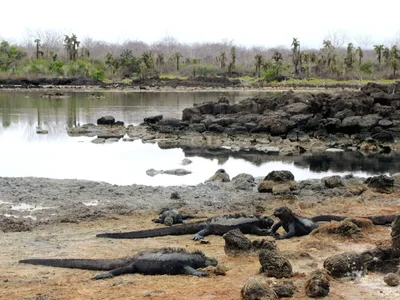 Tortuga Negra Beach