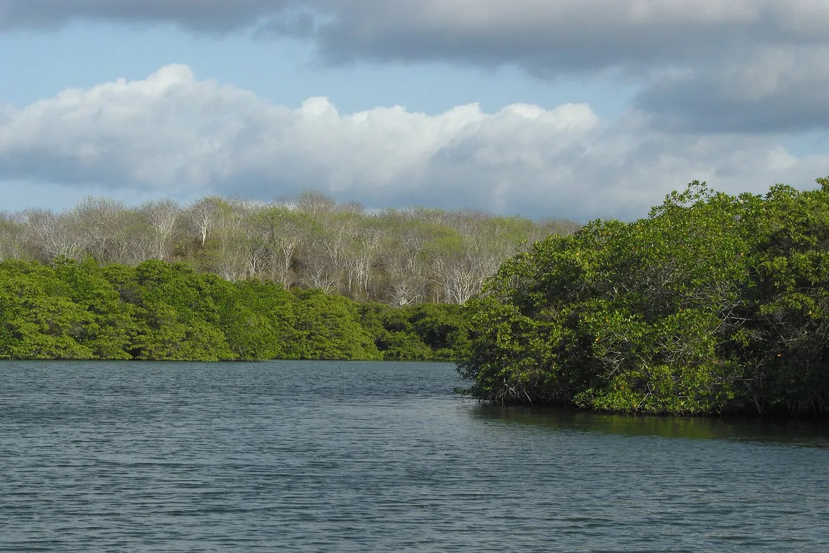 Tortuga Negra Beach, Santa Cruz (north coast), Galápagos, Ecuador — 5