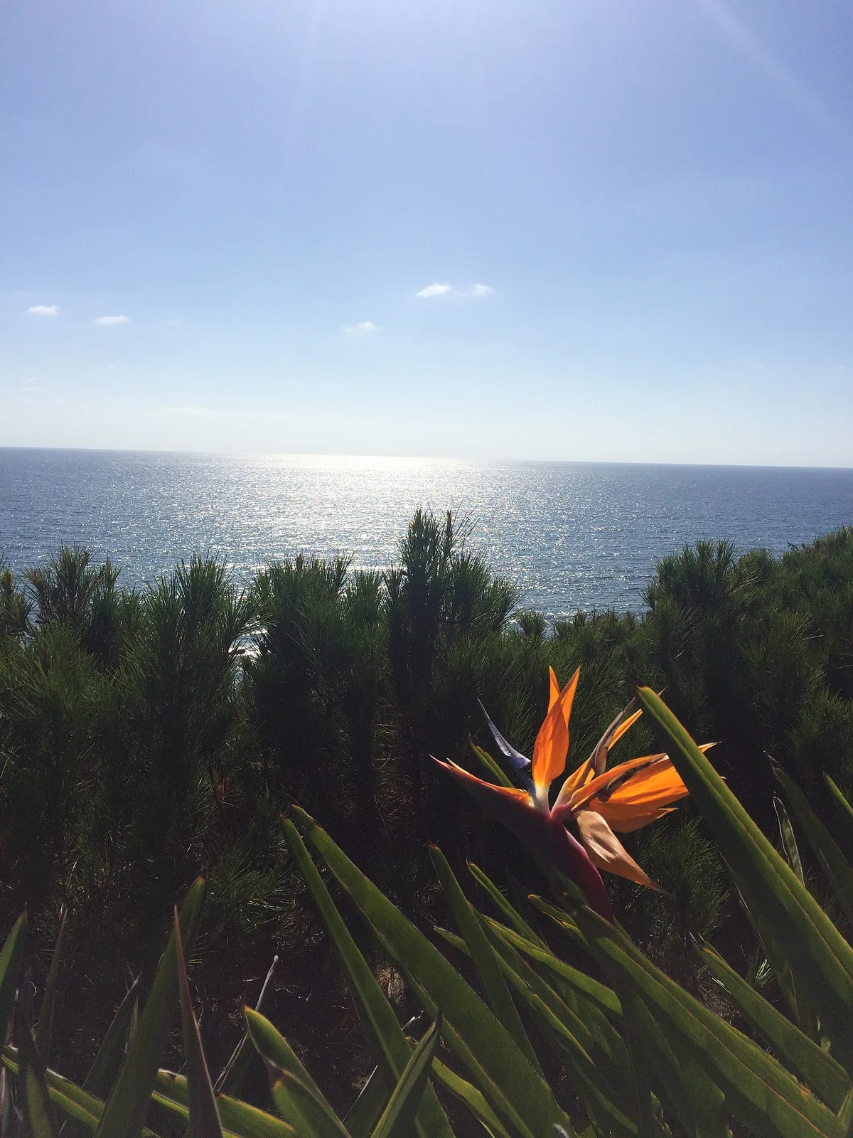 Swami's Beach, Encinitas, California Coast, United States