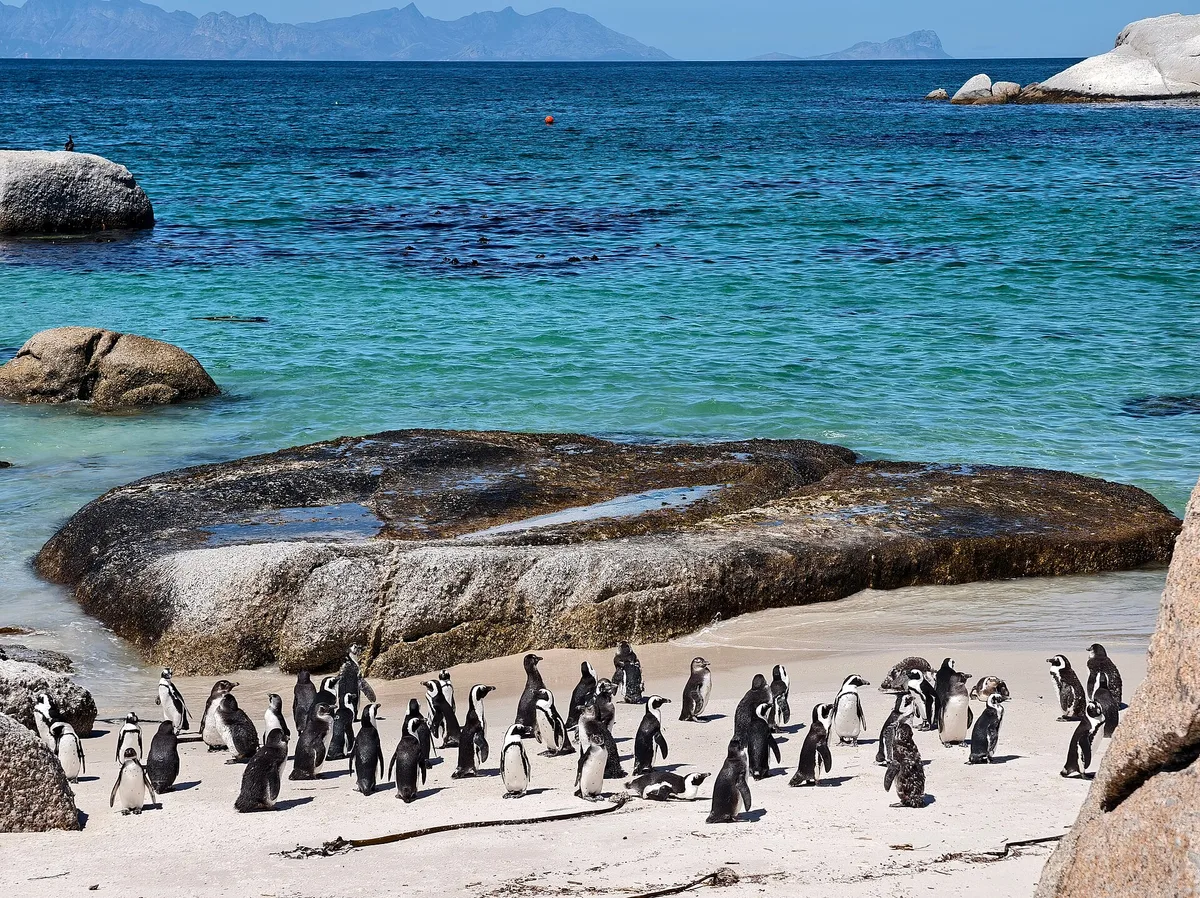 Boulders Beach, City of Cape Town, Western Cape, South Africa — 4