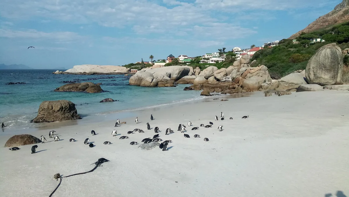 Boulders Beach, City of Cape Town, Western Cape, South Africa — 2