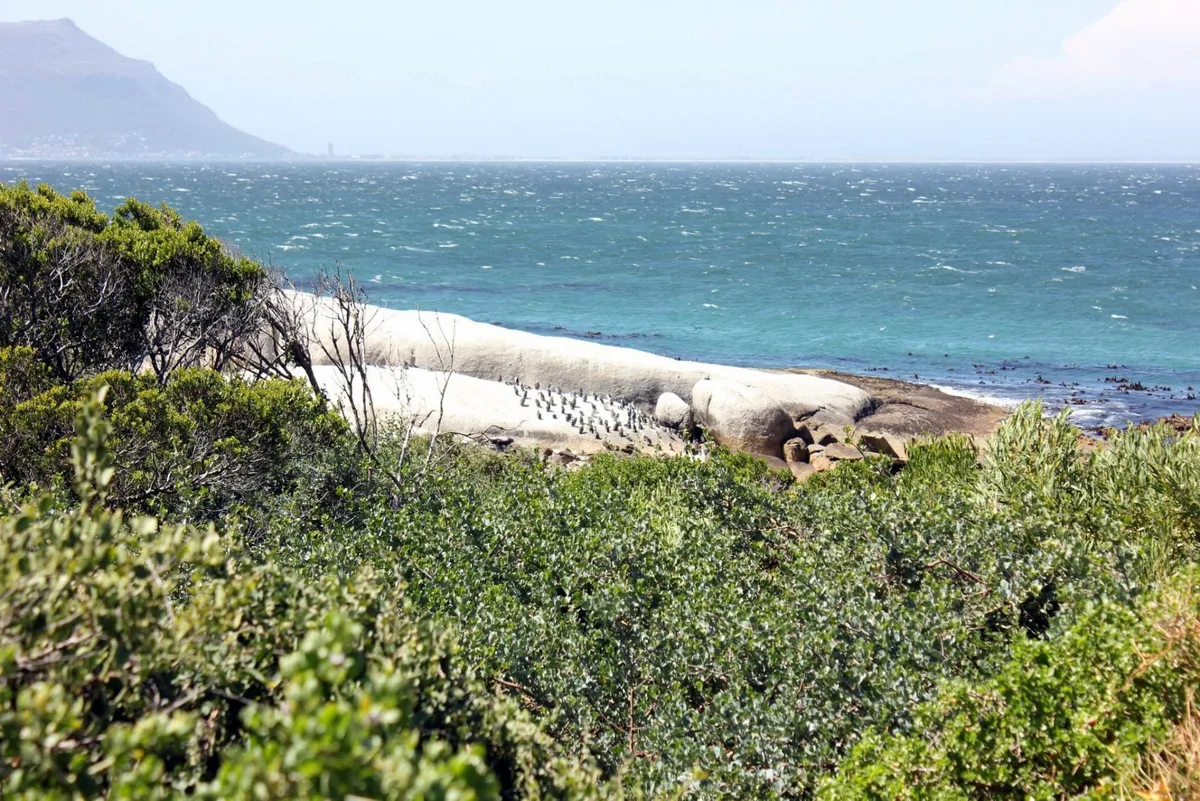 Boulders Beach, City of Cape Town, Western Cape, South Africa — 6
