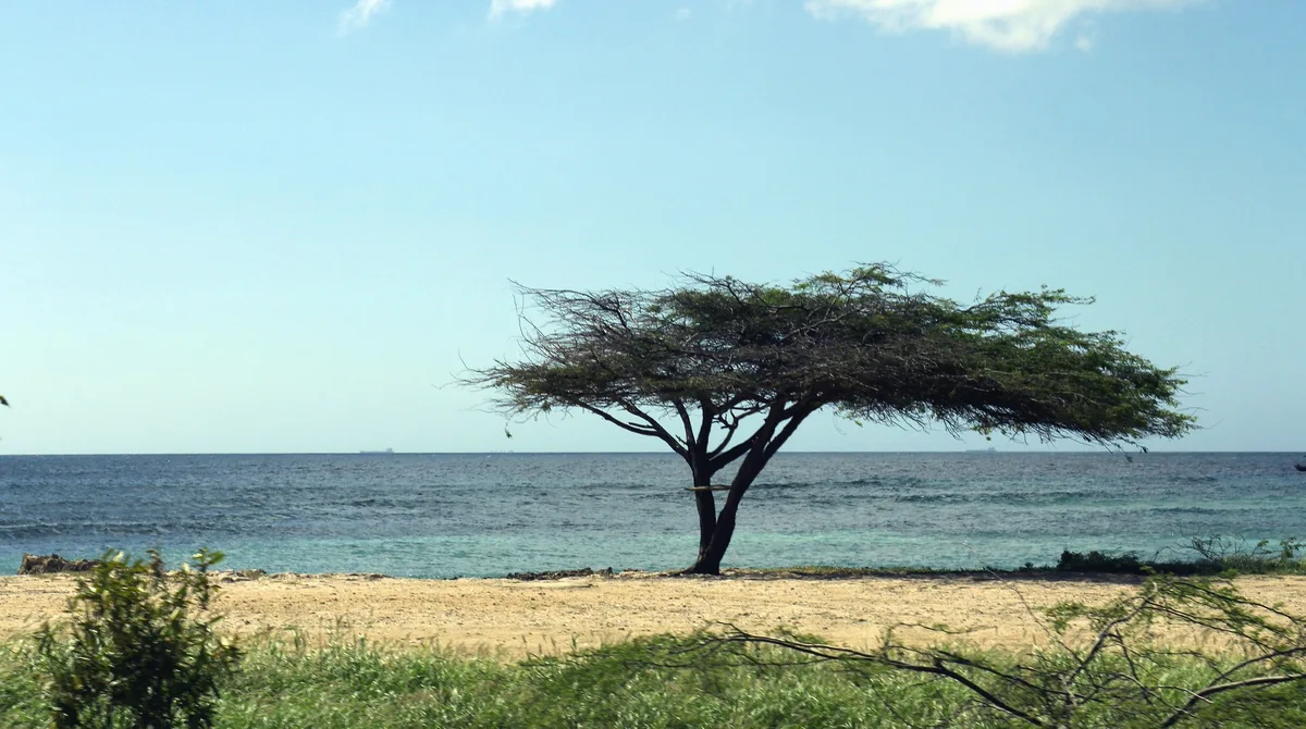 Malmok Beach, Noord, Lesser Antilles, Aruba — 6