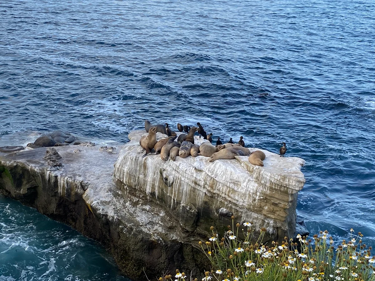 La Jolla Cove, San Diego, California Coast, United States — 5