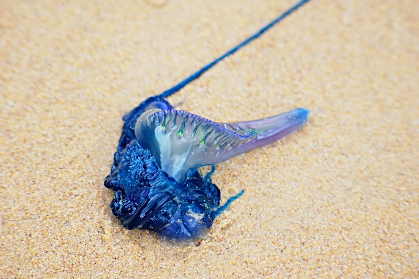 Detailed image of a Portuguese Man O' War washed up on a sandy beach, highlighting its vibrant colors.