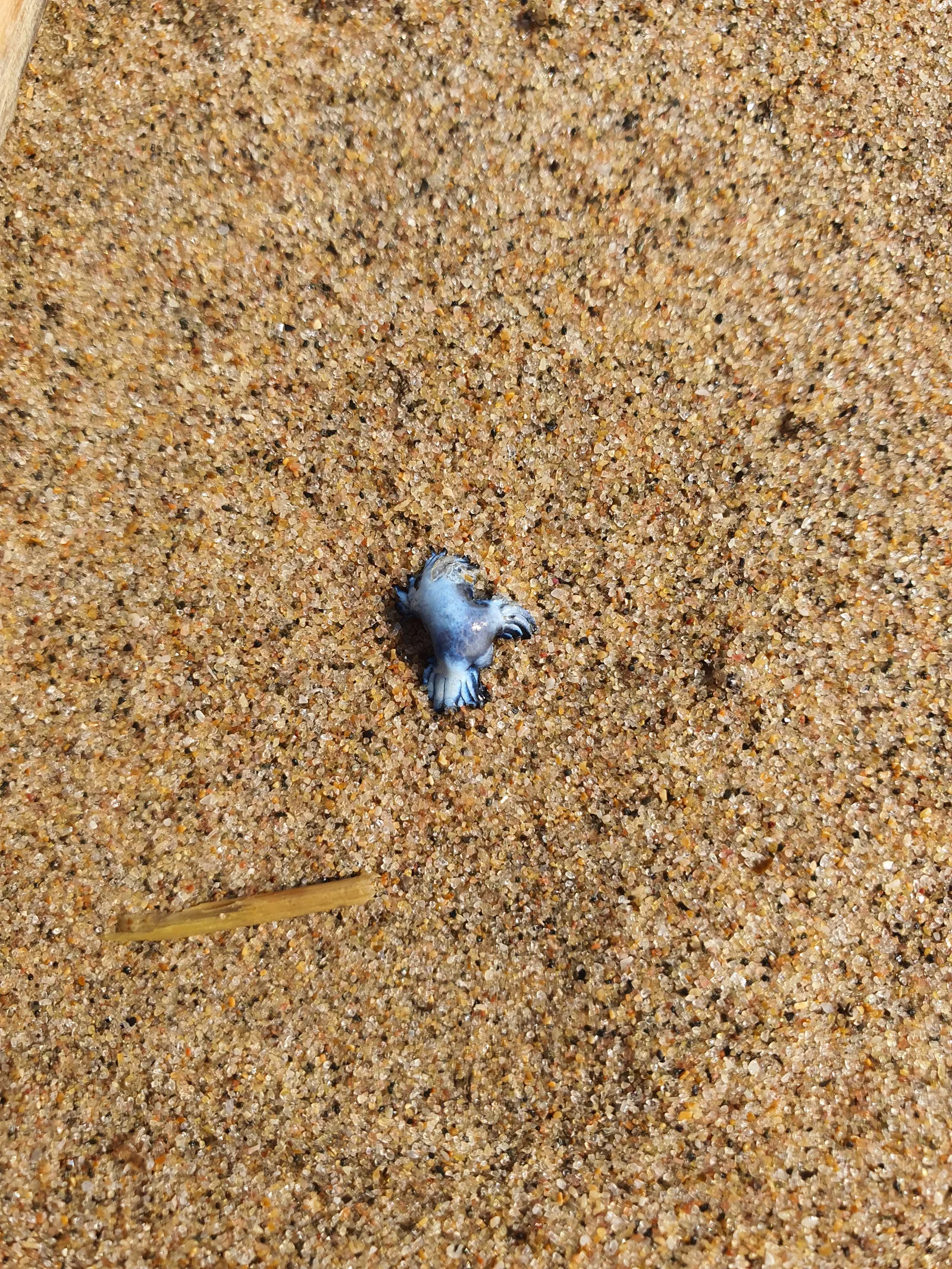 A blue dragon sea slug washed up on sand, the silvery underside facing the sky
