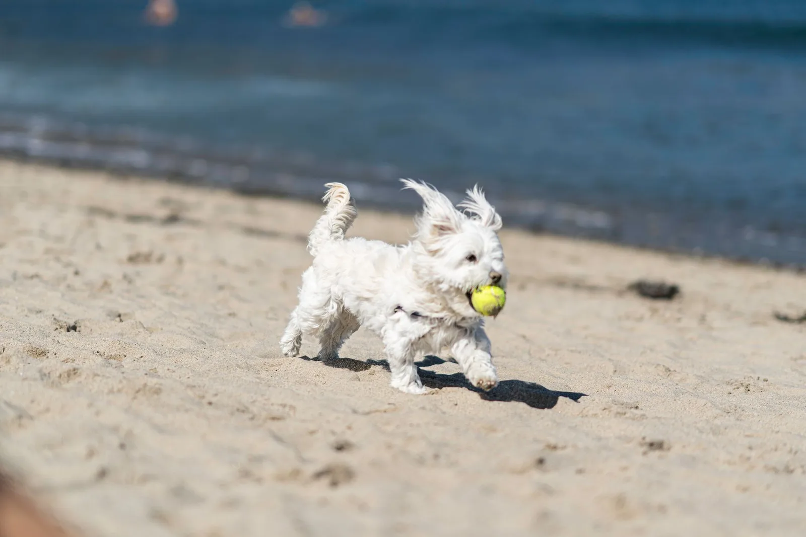 A cheerful Maltese dog runs with a tennis ball on a sunny beach, capturing the joy of a summer day.