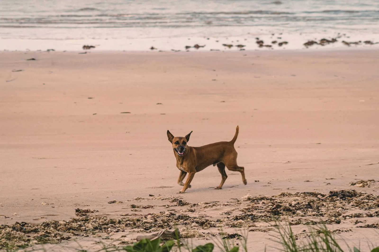 Cheerful dog enjoying a run on a quiet beach during the evening.