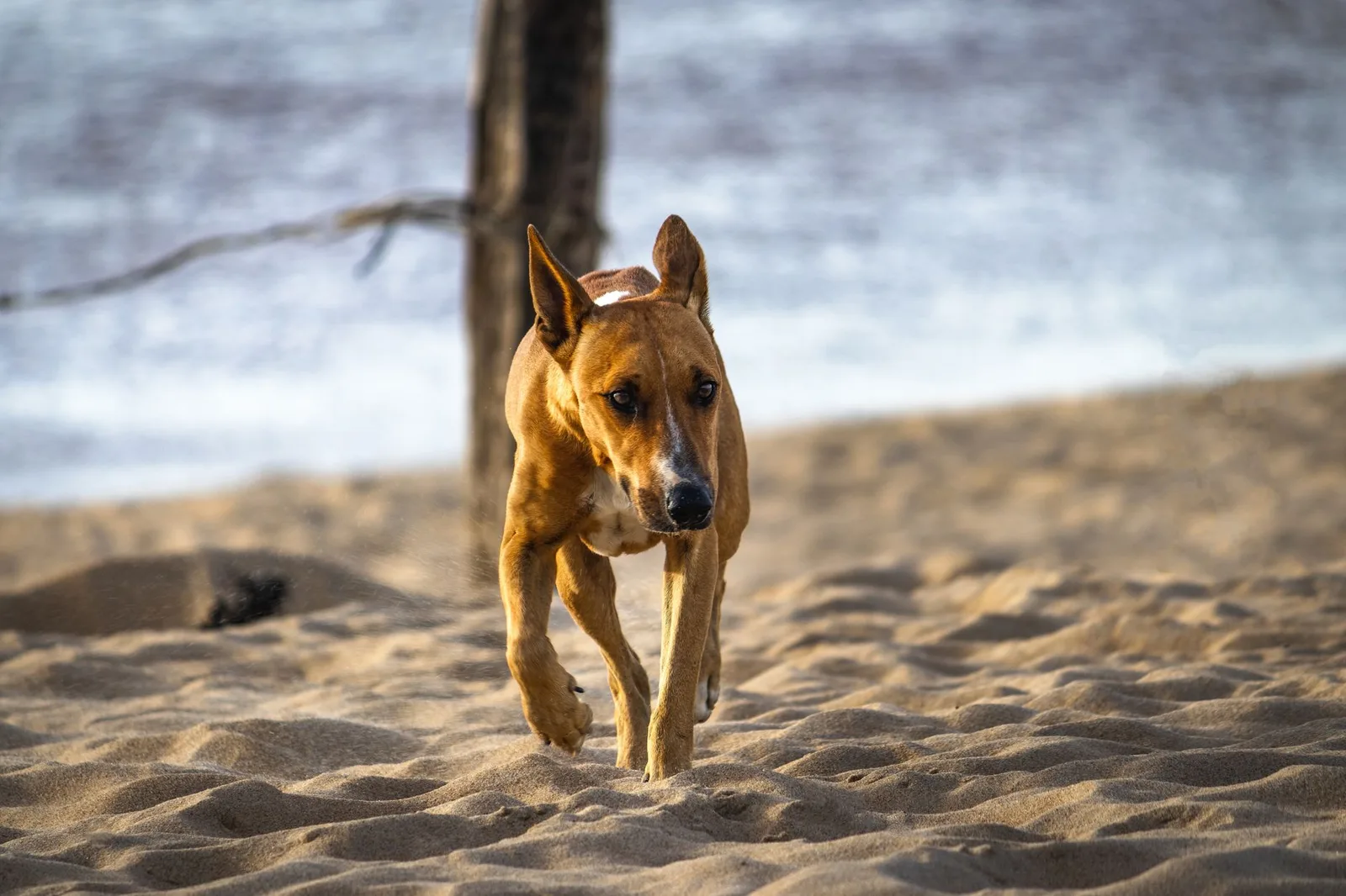 A lively dog runs along a sandy beach, capturing the joy of a sunny day outdoors.