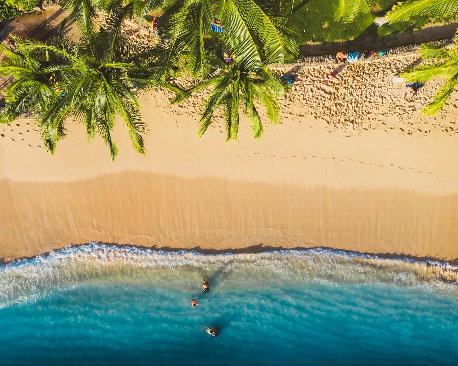 Stunning overhead shot of a tropical beach with swaying palm trees and ocean waves hitting the sandy shore.