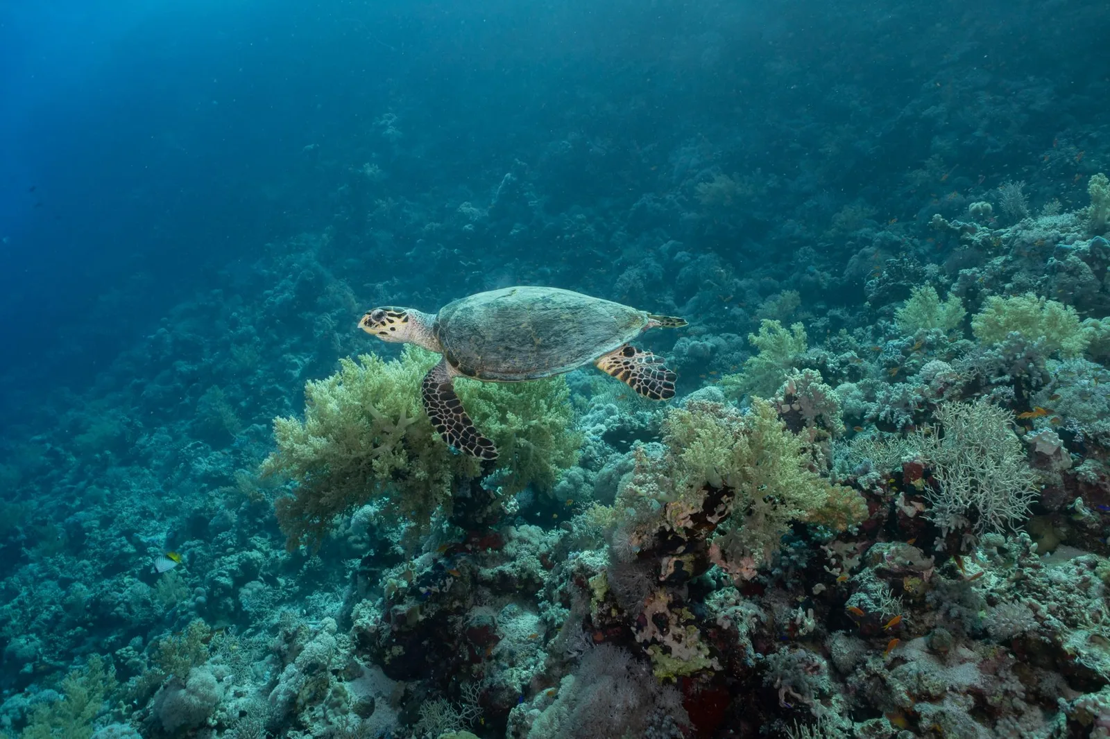 A sea turtle gracefully swimming over a colorful coral reef, showcasing the beauty of marine life.