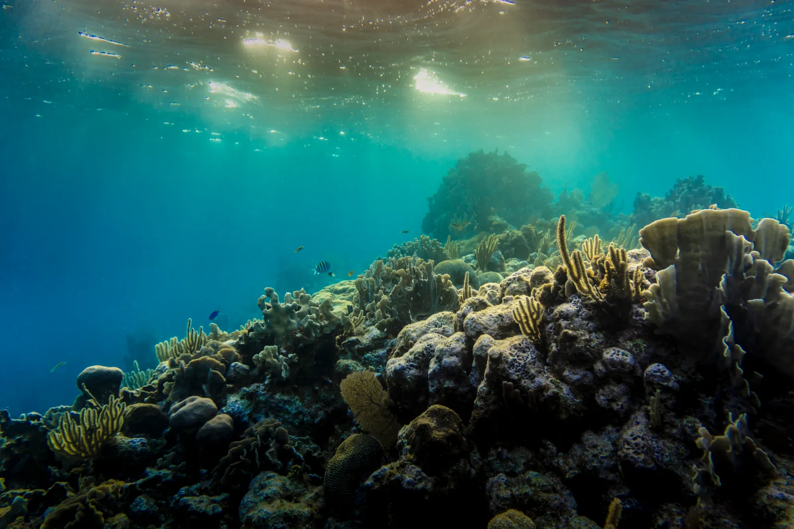 Explore the vibrant colors of the coral reef underwater off the coast of Coxen Hole, Honduras.